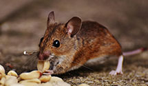 24 Hour & Emergency Exterminators in Yeagertown, PA